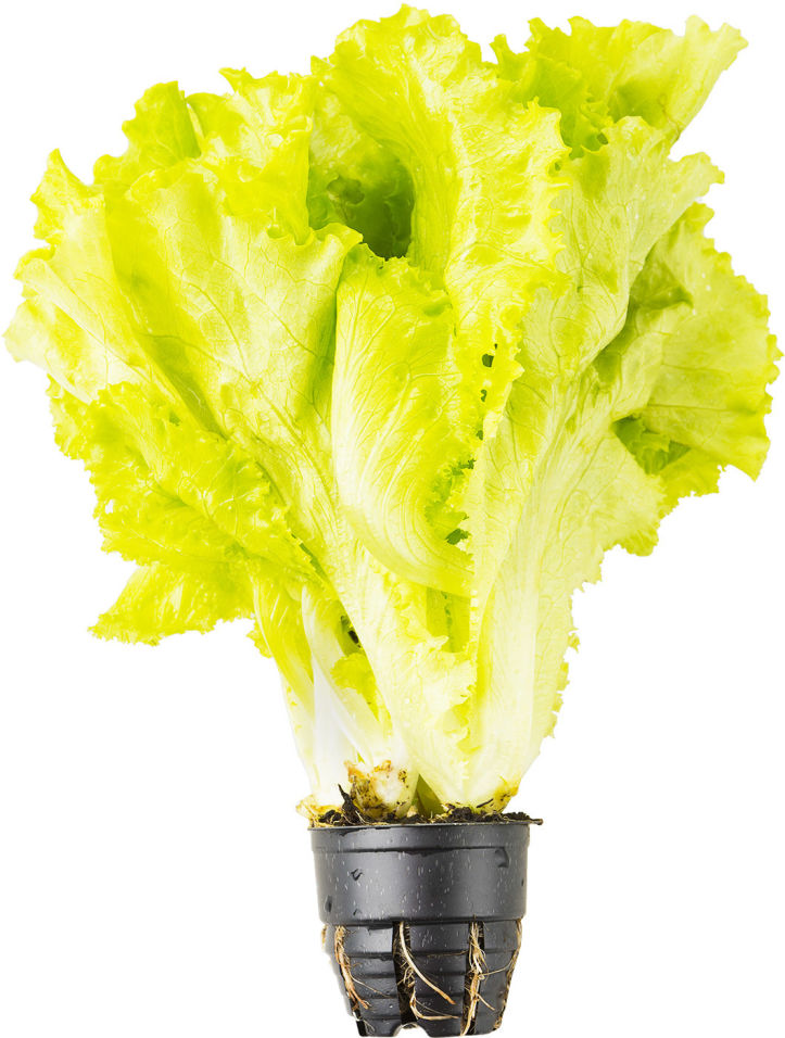 Купить Салат листовой в горшке 1шт с доставкой на дом по цене 39.90 руб в интернет-магазине "Перекрёсток Впрок"